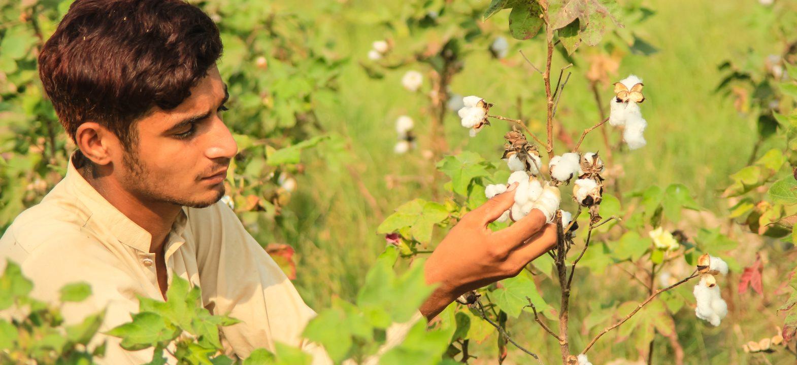 State of Cotton Production in Pakistan